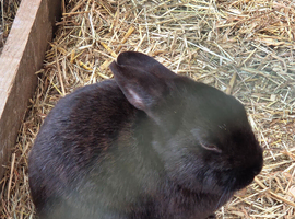 2 black female rabbits
