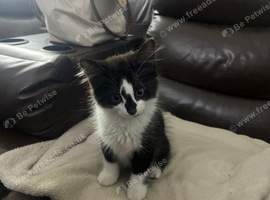Playful black and white kitten