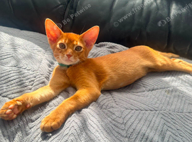 Abyssinian kitten's