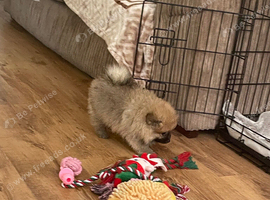 Two puppy&rsquo;s for sale one boy one girl