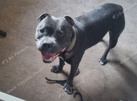 20 month old blue Staffordshire bull terrier for sale