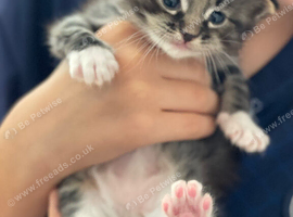 Ragdoll Cross Kittens