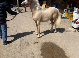 Welsh section A yearling