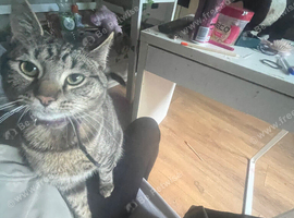 Cat for rehome urgent