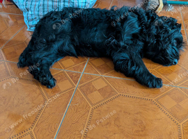 Cocoa poo sale