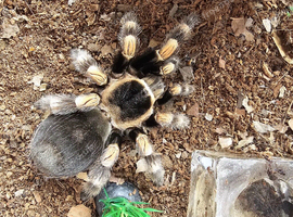 Tarantulas collection for sale