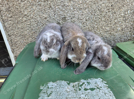 French lops does
