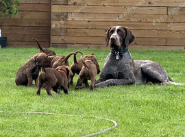 4 beautiful GSP/Labrador puppies