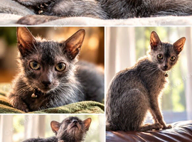 Lykoi boy for stud duties