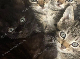 Kittens For Sale