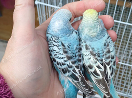Pair of baby hens