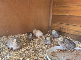 Button quail chicks and hatching eggs