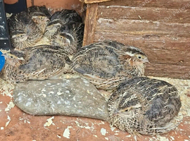 Coturnix quail 2 female/ 1 male