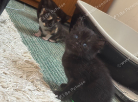 Baby kitten