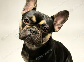 Stunning French Bulldog 17mnths old