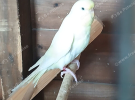 Budgies - Proven Adults