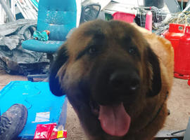 Adult female Caucasian shepherd for sale