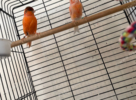 Breeding pair of red factor canaries