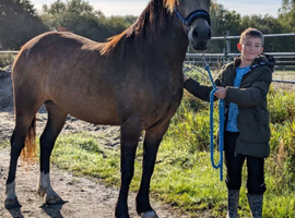 Outstanding 3yrs Welsh d buckskin
