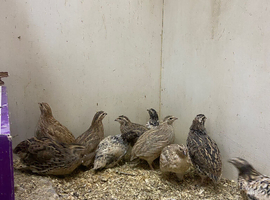 Japanese/ coturnix quail eggs