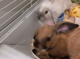 2 baby rabbit 4 month old