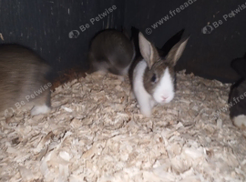 Dutch bunnies