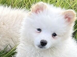 Pomeranian.. 1 male puppy left