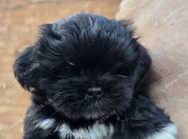 Fabulous Black Lhasa Apso Puppy Kc Registered  & PRA clear