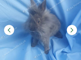 Netherland dwarf