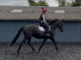 Lovely 15.2 6 year old black mare ️