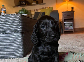 *READY TO GO* Sprockapoo puppies