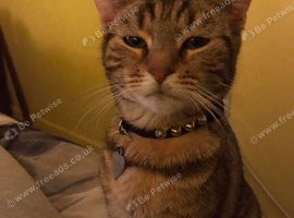 2 beautiful cats (rehome)