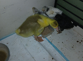 2week old gosling