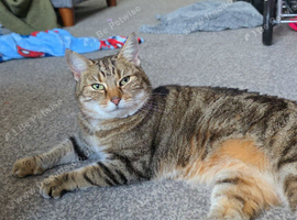 Tabby female for sale