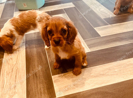 3 little ladies full vet Health tested 1st vaccine by our local vet