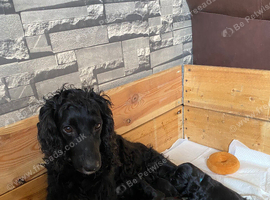 Sprocker xcocker spaniel puppies