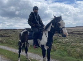 15/2hh gelding
