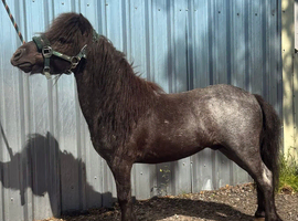 Fully registered 4yo
