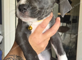 Cain corso x pocket bully pups