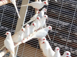 Wanted Pure White Diamond Doves