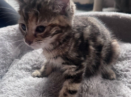 9 Gorgeous Mixed Breed Kittens