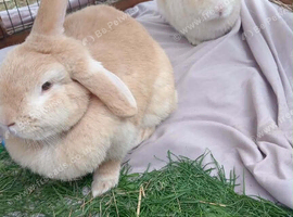 Lops bunnies need new home