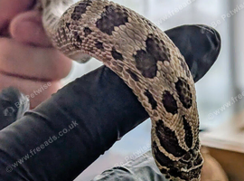 Western green phase hoggie