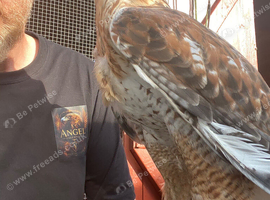 Stunning male ferrutail hawk