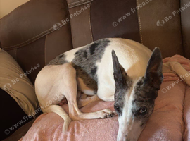 One blue one brown eye lurcher