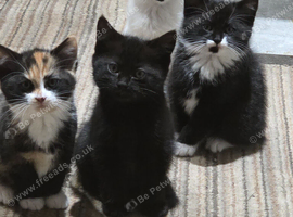 Kittens ready to go