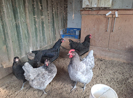 Jersey Giant hens.......hatching eggs