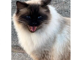 Hamlayan cat