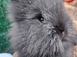 Cute double maned lionheads
