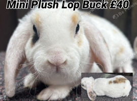 Young Mini Plysh Lops available. Hypoallergenic fur.
